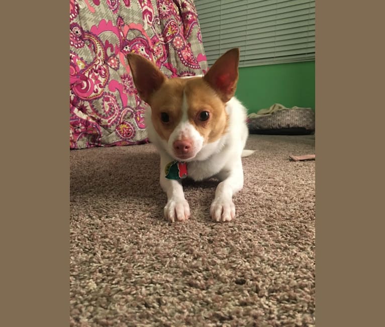 Elsa, a Chihuahua and Pomeranian mix tested with EmbarkVet.com