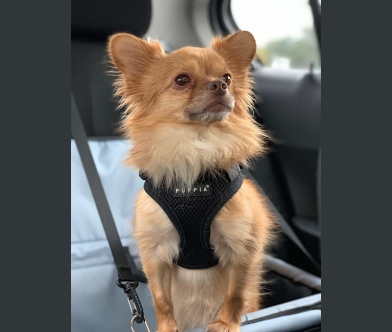 Lucas, a Chihuahua and Yorkshire Terrier mix tested with EmbarkVet.com