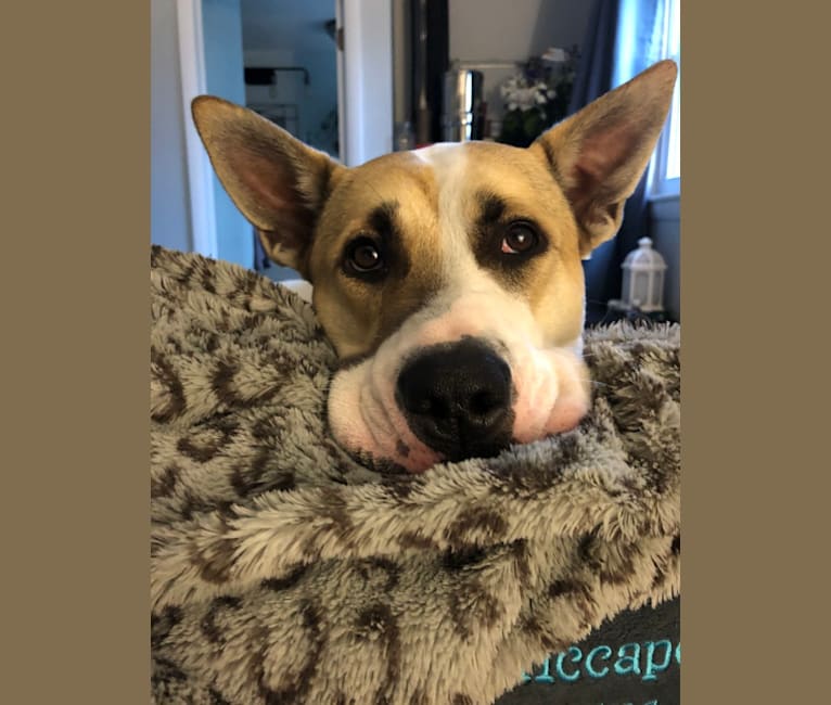 embark dog dna test breed