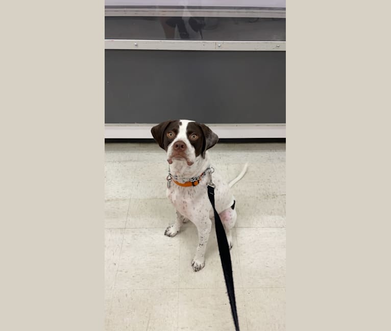 Photo of Arlo, a Pointer  in Tennessee City, Tennessee, USA