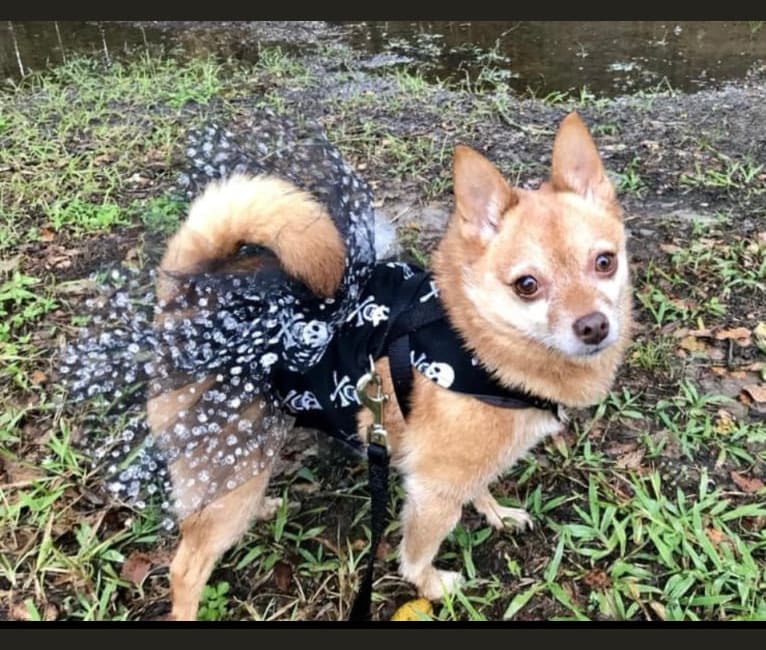 Min pin pom mix 2025