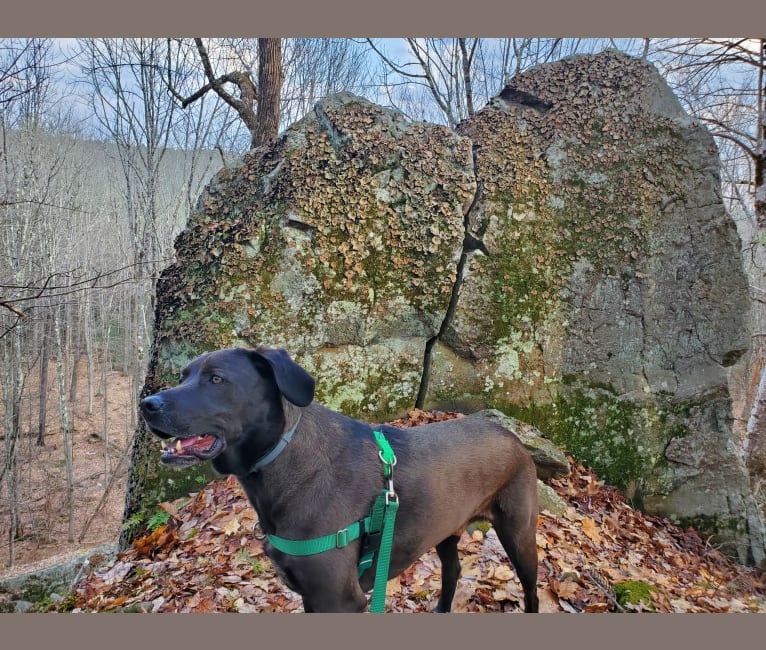 Bode, a Labrador Retriever and Coonhound mix tested with EmbarkVet.com