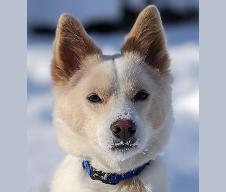 Artemis, a Japanese or Korean Village Dog tested with EmbarkVet.com