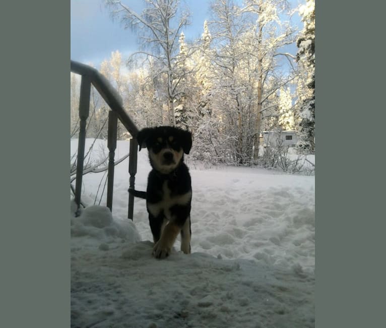 Koda, an Alaskan Malamute and Siberian Husky mix tested with EmbarkVet.com