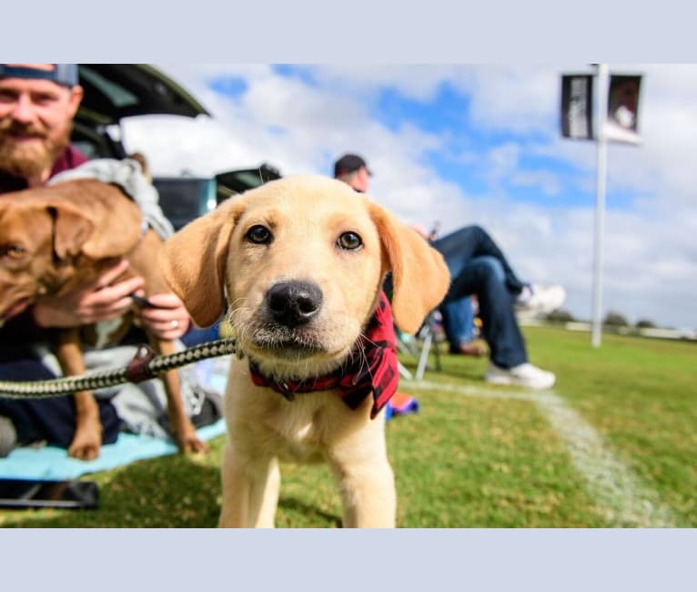 Colt, an American Foxhound and German Shepherd Dog mix tested with EmbarkVet.com