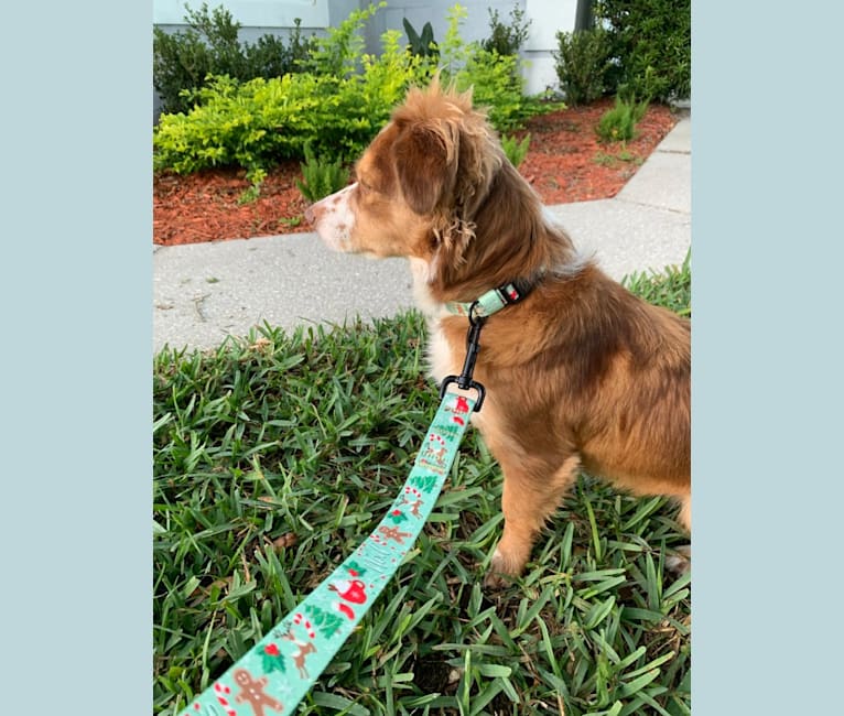 Photo of Nova, a Chihuahua and Mixed mix in Orlando, FL, USA