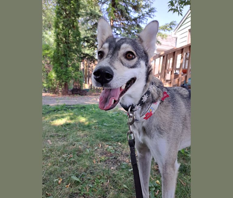 Frida, an Alaskan-type Husky tested with EmbarkVet.com