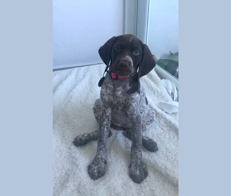 Photo of Marcela, a German Shorthaired Pointer  in Aguadilla, Puerto Rico