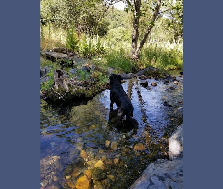 Photo of Django, a Border Collie, Golden Retriever, Australian Cattle Dog, Labrador Retriever, and Mixed mix in Angels Camp, CA, USA