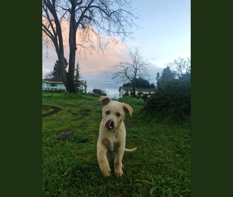 Goose, a German Shepherd Dog and Siberian Husky mix tested with EmbarkVet.com