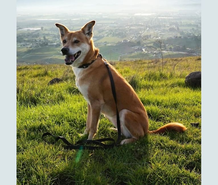 Skyler, a Formosan Mountain Dog tested with EmbarkVet.com