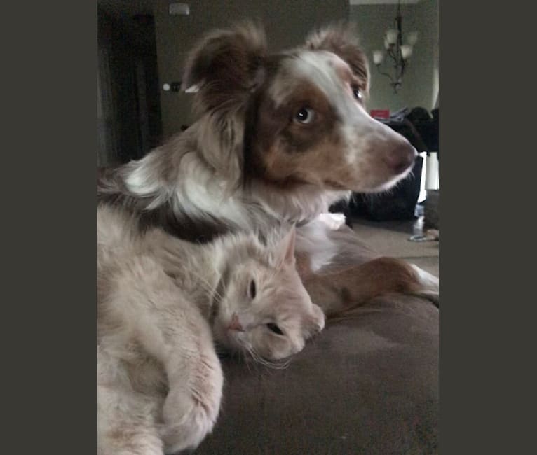 Harrison, an Australian Shepherd and Border Collie mix tested with EmbarkVet.com