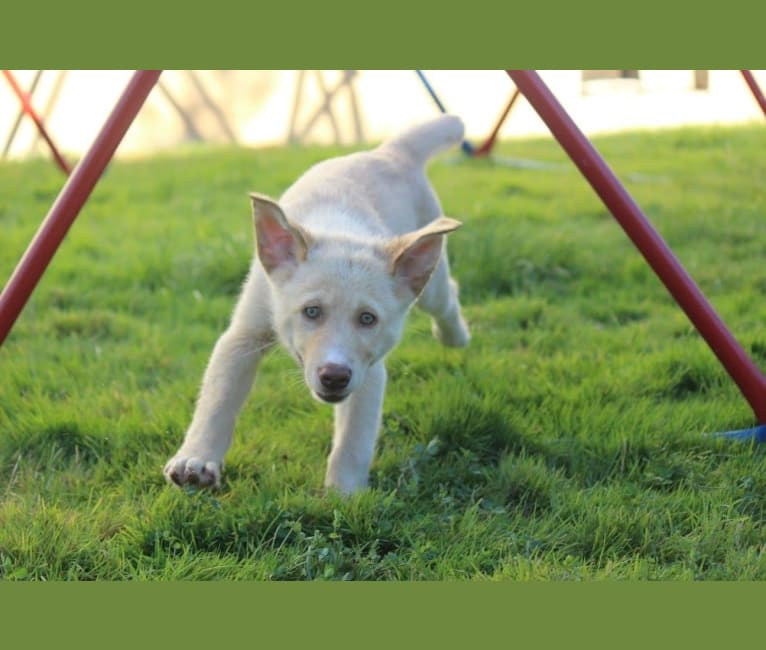 Ivory, an Australian Shepherd and Labrador Retriever mix tested with EmbarkVet.com