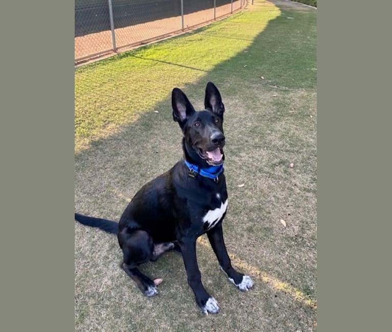 Photo of Jagger, a German Shepherd Dog, American Bully, and American Pit Bull Terrier mix