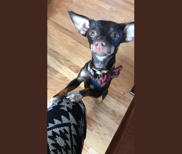 Ollie, a Chihuahua and Rat Terrier mix tested with EmbarkVet.com