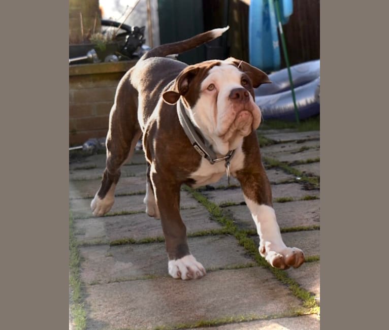 Photo of Maverick, an Alapaha Blue Blood Bulldog  in Newcastle upon Tyne, England, United Kingdom