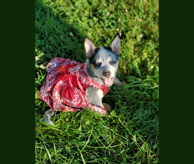 Bailey, an Australian Cattle Dog tested with EmbarkVet.com