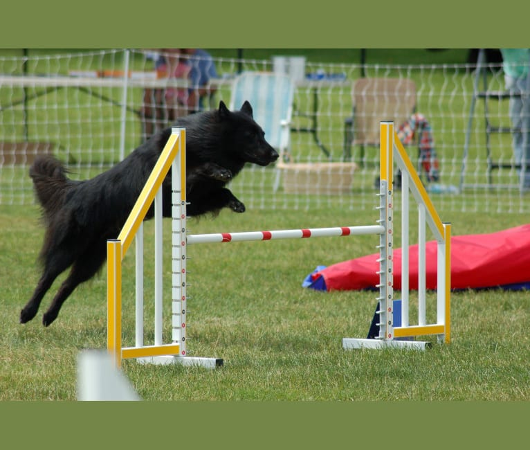 "Bluie", a Belgian Shepherd tested with EmbarkVet.com