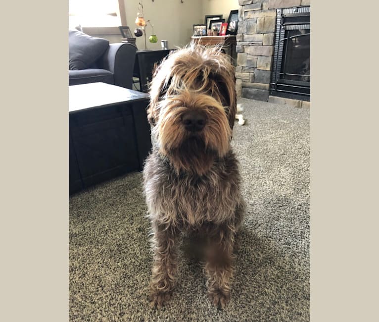 Sawyer, a Wirehaired Pointing Griffon tested with EmbarkVet.com