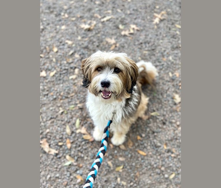 Riggs, a Tibetan Terrier tested with EmbarkVet.com