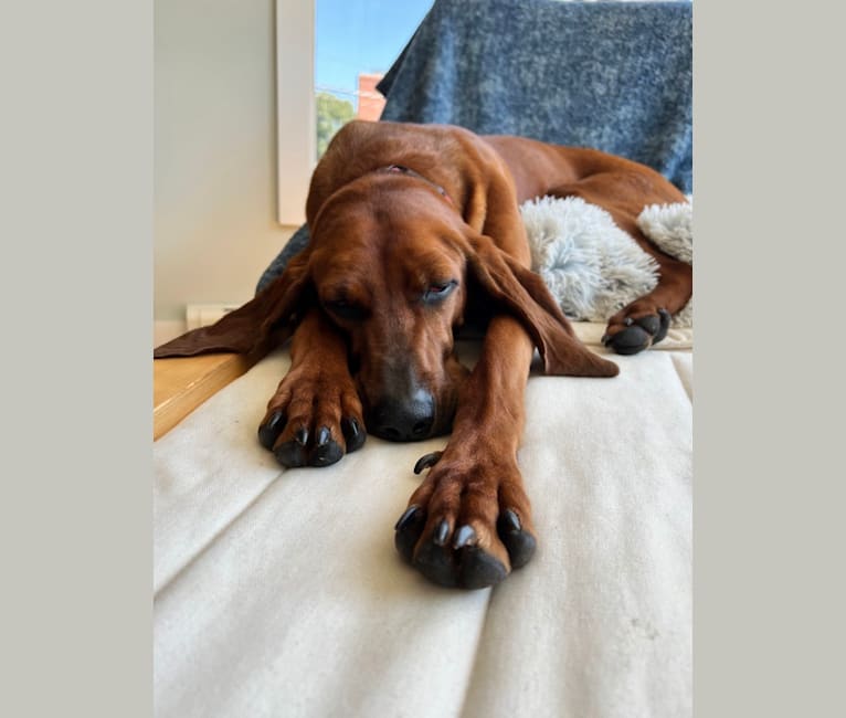 Photo of Tanner, a Redbone Coonhound  in Fort Worth, Texas, USA