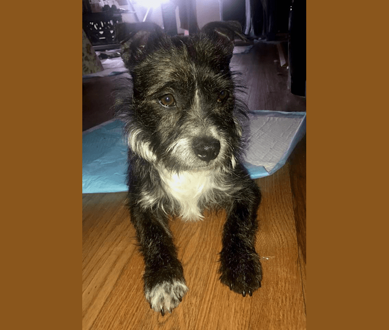 Boston terrier havanese mix best sale