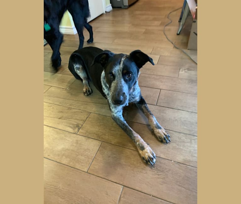 Theo, an Australian Cattle Dog and Border Collie mix tested with EmbarkVet.com