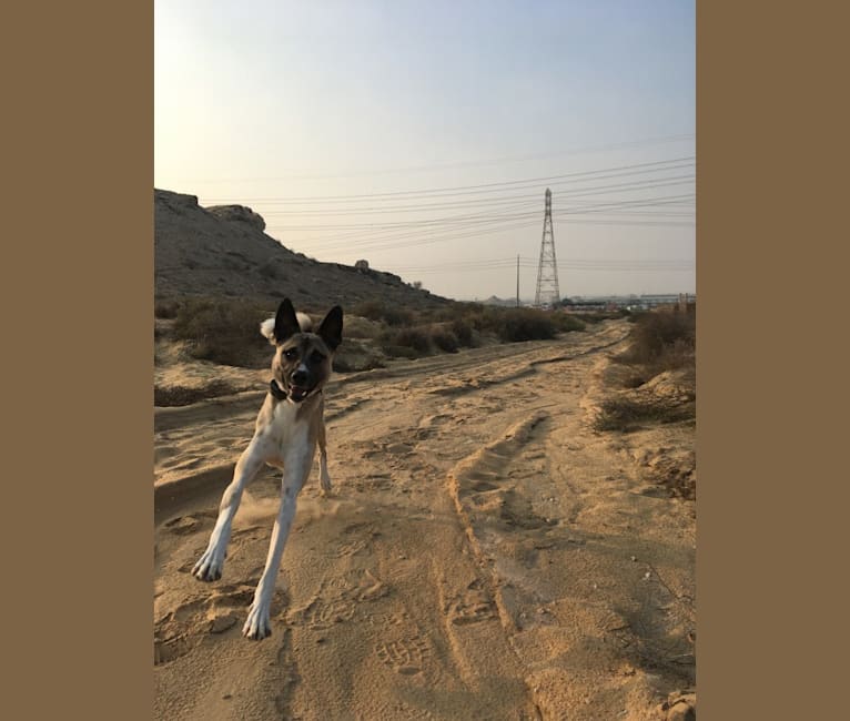 Photo of Ninja, an Arabian Village Dog  in Saudi Arabia