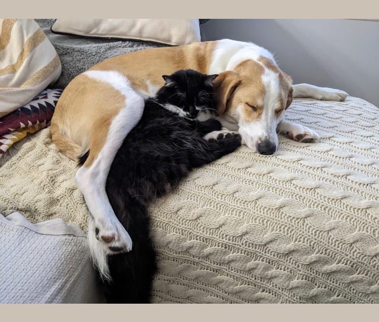 Copper, a Beagle and Australian Cattle Dog mix tested with EmbarkVet.com