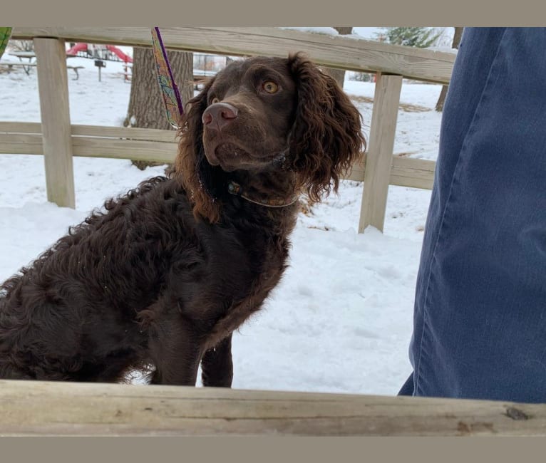 Pippit, an American Water Spaniel tested with EmbarkVet.com