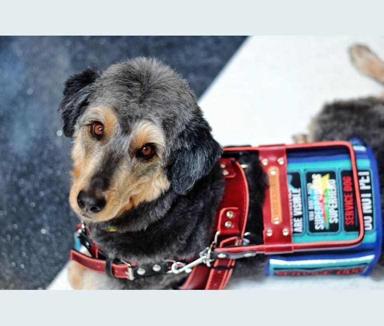 Hayley, an Aussiedoodle tested with EmbarkVet.com