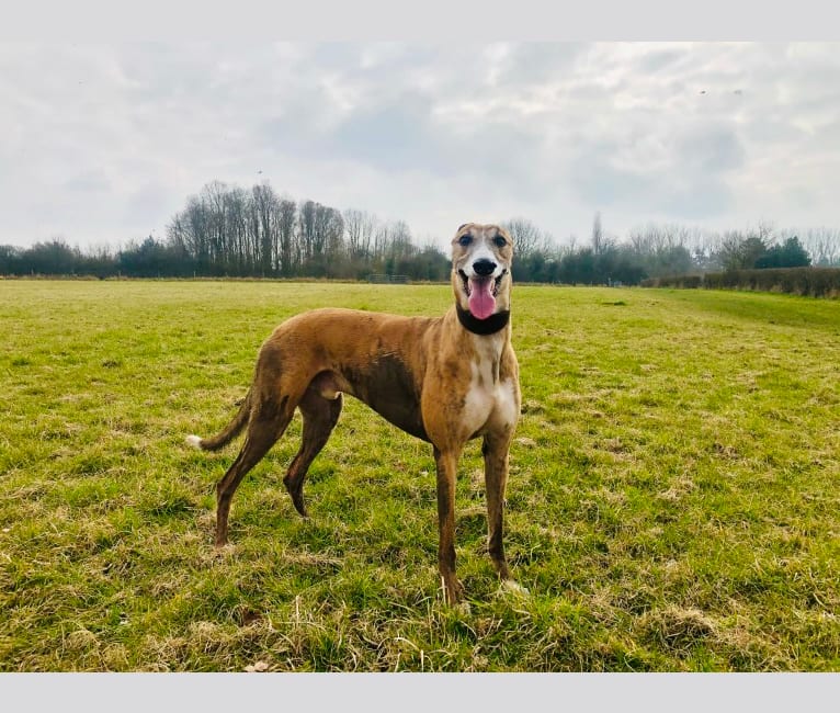 Barton, a Greyhound tested with EmbarkVet.com