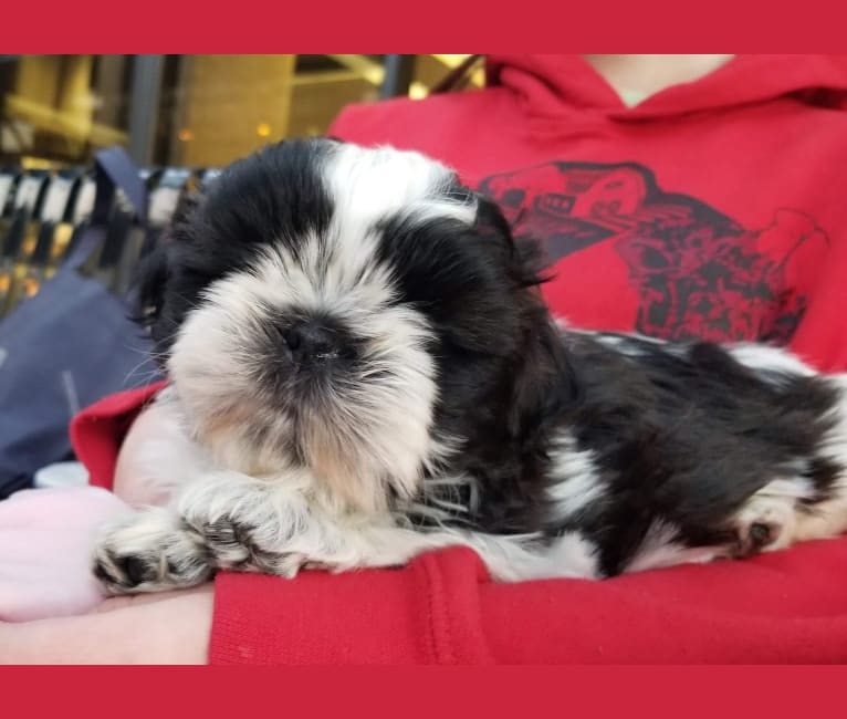 Kikimora, a Shih Tzu tested with EmbarkVet.com