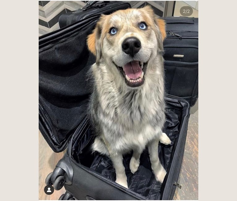 Tyson, a Golden Retriever and Siberian Husky mix tested with EmbarkVet.com