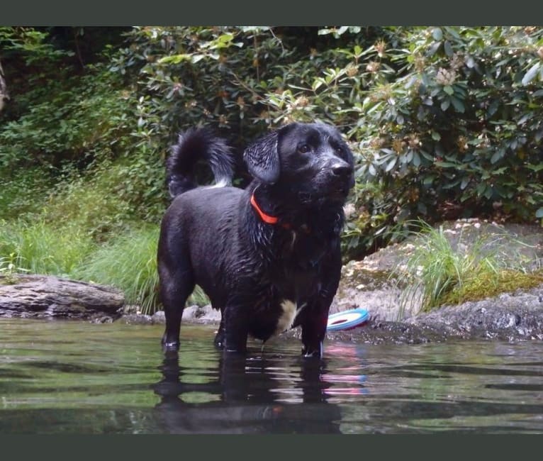 Murphy, a Beagle and Labrador Retriever mix tested with EmbarkVet.com