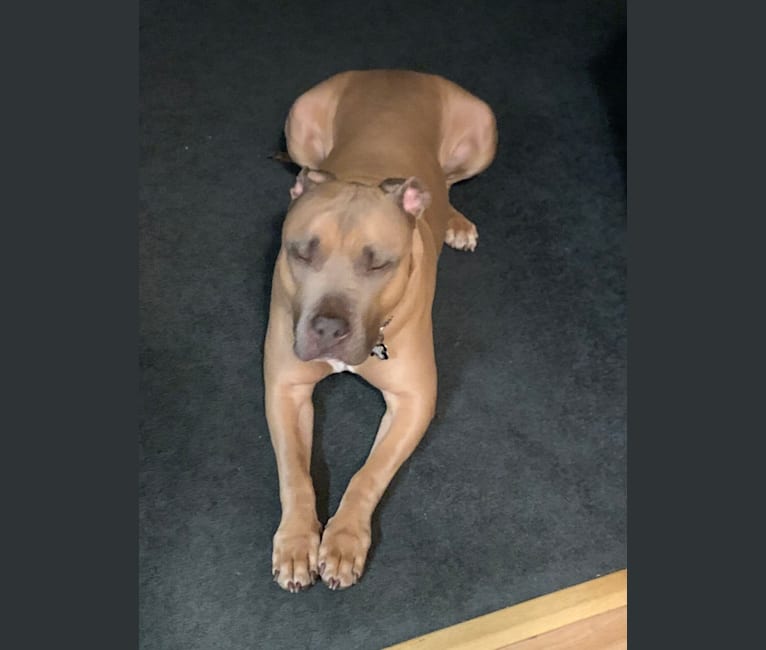 Maverick, an American Pit Bull Terrier and American Staffordshire Terrier mix tested with EmbarkVet.com