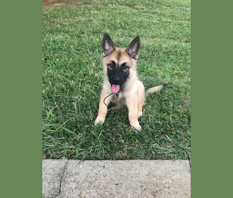 Remie, a German Shepherd Dog and Belgian Malinois mix tested with EmbarkVet.com