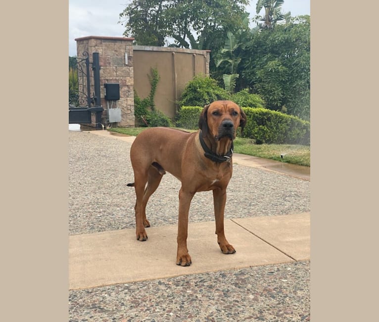 Milo Mukundi Shumba Viik, a Rhodesian Ridgeback tested with EmbarkVet.com