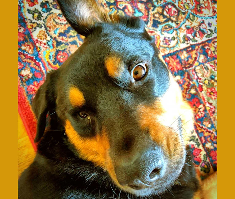 Bruno, a Rottweiler and Australian Cattle Dog mix tested with EmbarkVet.com