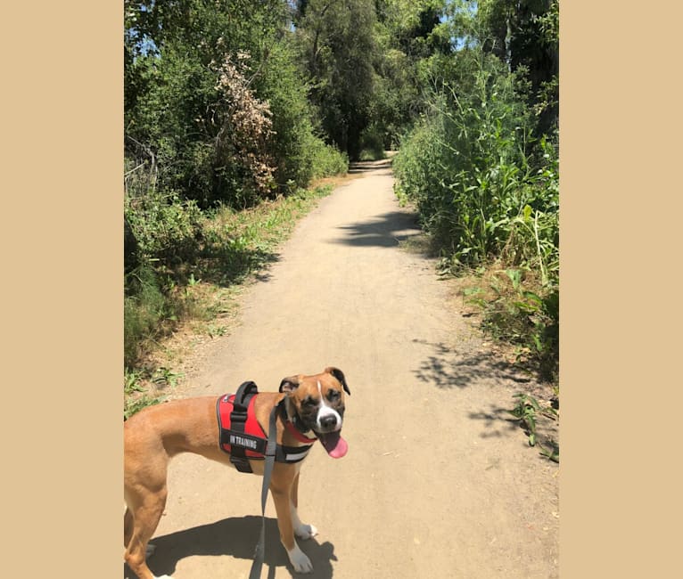 Ripley, a Boxer and German Shepherd Dog mix tested with EmbarkVet.com