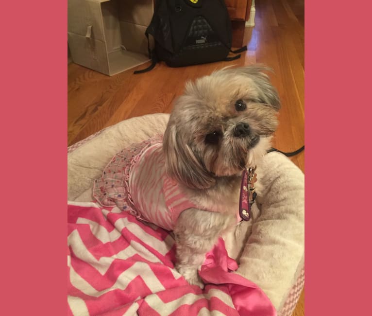 Lulu, a Shih Tzu and Yorkshire Terrier mix tested with EmbarkVet.com