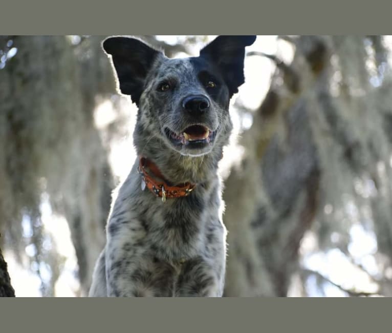 April, an Australian Cattle Dog and Siberian Husky mix tested with EmbarkVet.com