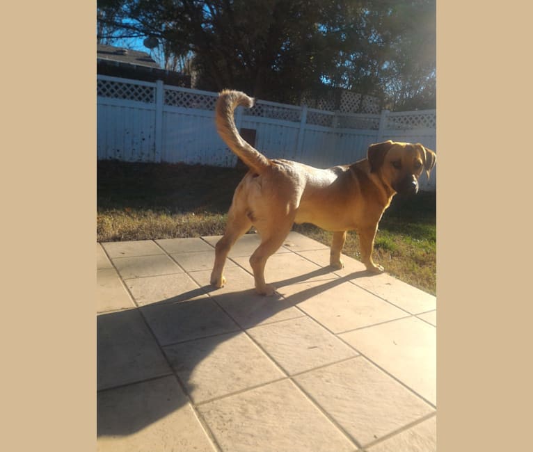 Cody, a Basset Hound and Australian Cattle Dog mix tested with EmbarkVet.com