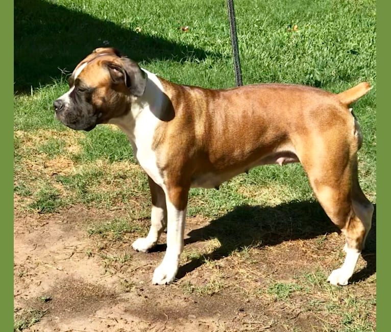 Ziva, a Boerboel tested with EmbarkVet.com