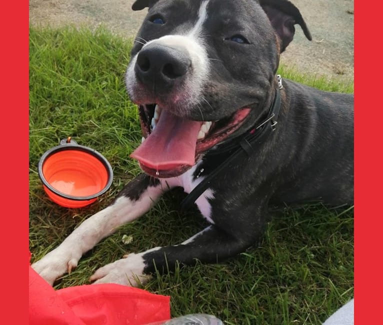 Loki, a Staffordshire Bull Terrier and American Pit Bull Terrier mix tested with EmbarkVet.com