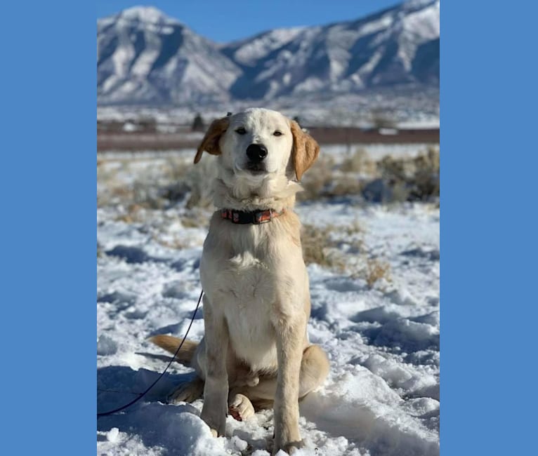 Eddie, a Labrador Retriever and Siberian Husky mix tested with EmbarkVet.com