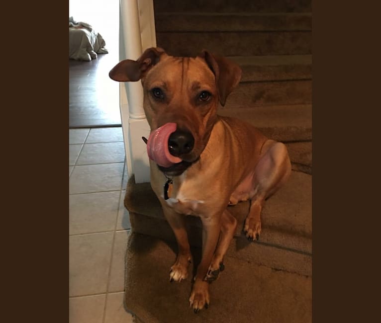 Ridgeback chow mix clearance