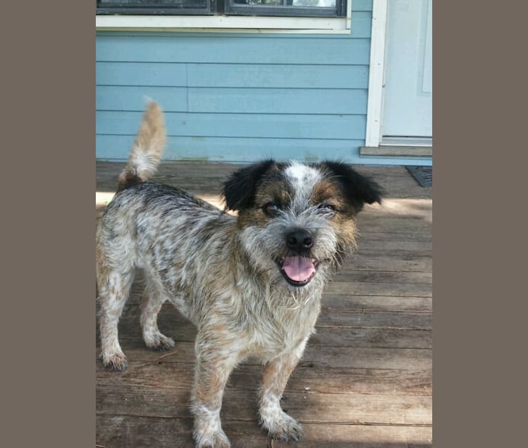 Cooper, a Shih Tzu and Australian Cattle Dog mix tested with EmbarkVet.com