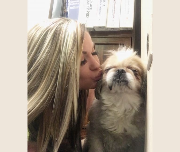 Baxter, a Pekingese and Japanese Chin mix tested with EmbarkVet.com
