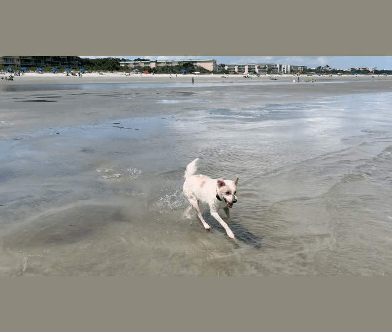 Wrigley, a Labrador Retriever and Cocker Spaniel mix tested with EmbarkVet.com